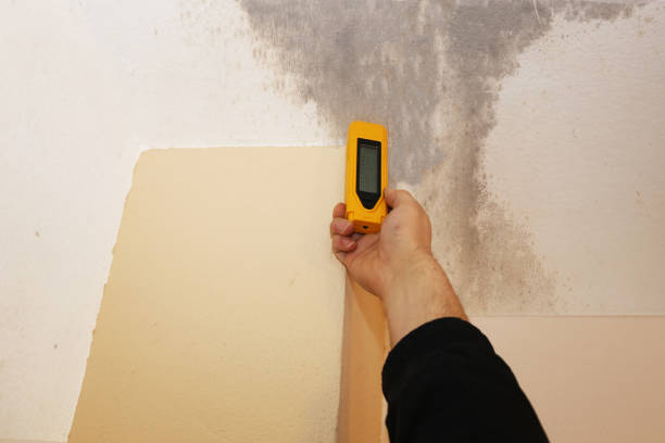 Mold Odor Removal Services in Central City, NE