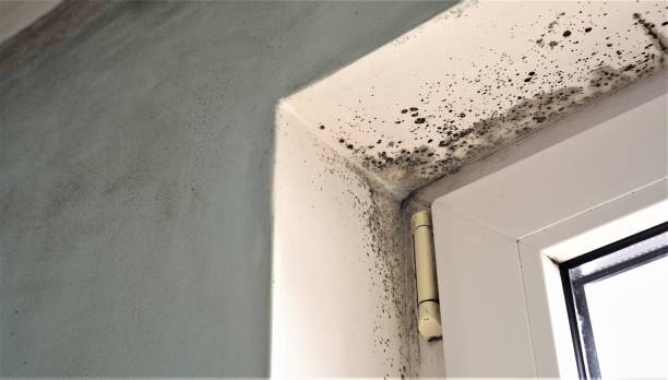 Best Basement Mold Removal  in Central City, NE