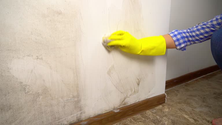  Central City, NE Mold Removal Pros
