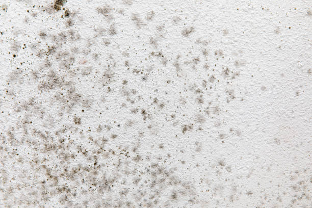 Best Mold Damage Restoration  in Central City, NE
