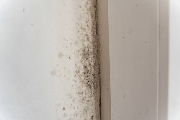 Best Water Damage & Mold Remediation  in Central City, NE