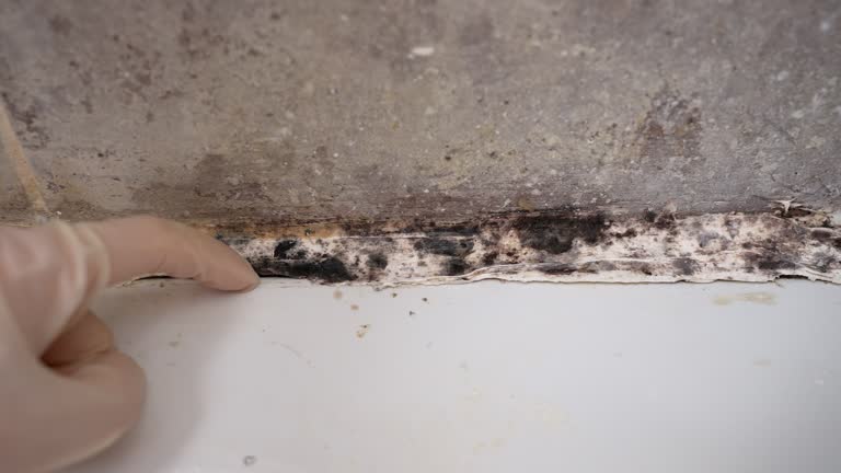 Best Forensic Mold Investigation  in Central City, NE