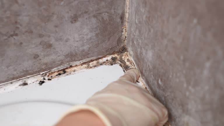 Best Emergency Mold Remediation  in Central City, NE