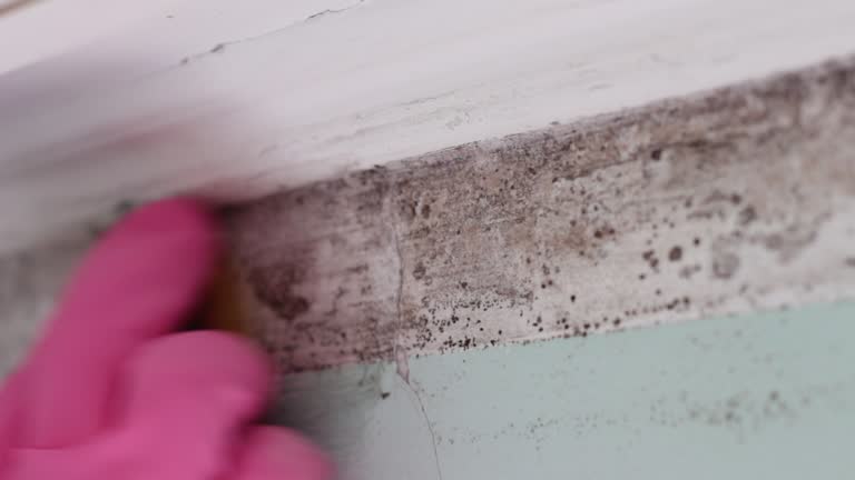 Best Mold Removal for HVAC Installations  in Central City, NE